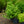 Load image into Gallery viewer, Eastern Snowball