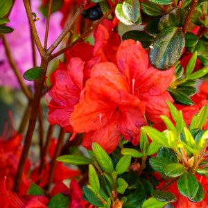 Stewartstonian Azalea