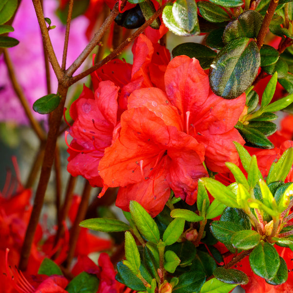 Stewartstonian Azalea - Azalea - Shrubs