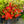 Load image into Gallery viewer, Stewartstonian Azalea - Azalea - Shrubs