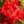Load image into Gallery viewer, Stewartstonian Azalea - Azalea - Shrubs