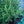 Load image into Gallery viewer, Stoner Norway Spruce