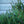 Load image into Gallery viewer, Stoner Norway Spruce