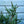 Load image into Gallery viewer, Stoner Norway Spruce