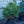 Load image into Gallery viewer, Stoner Norway Spruce