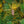 Load image into Gallery viewer, Stowe Pillar Eastern White Pine