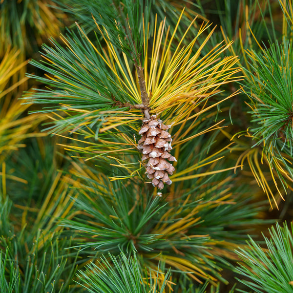 Stowe Pillar Eastern White Pine