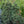 Load image into Gallery viewer, Stowe Pillar White Pine - Pine - Conifers