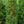 Load image into Gallery viewer, Stowe Pillar Eastern White Pine