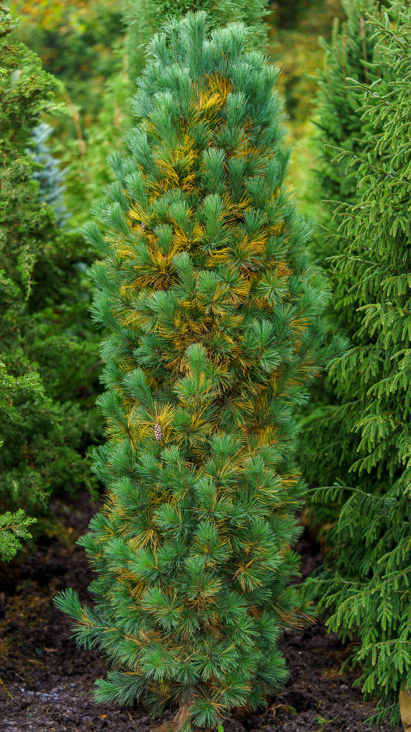 Stowe Pillar Eastern White Pine
