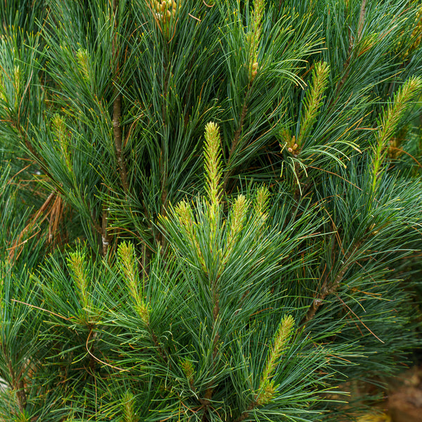 Stowe Pillar Eastern White Pine
