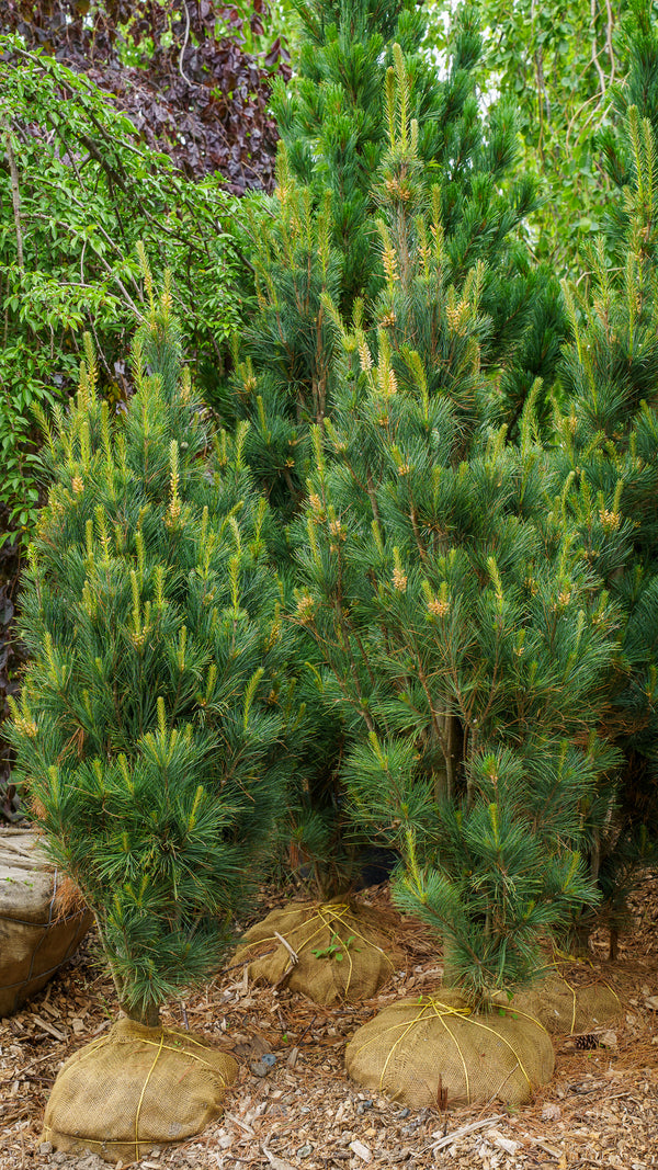 Stowe Pillar Eastern White Pine