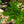 Load image into Gallery viewer, Streetspire Oak - Oak - Shade Trees