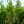 Load image into Gallery viewer, Streetspire Oak - Oak - Shade Trees