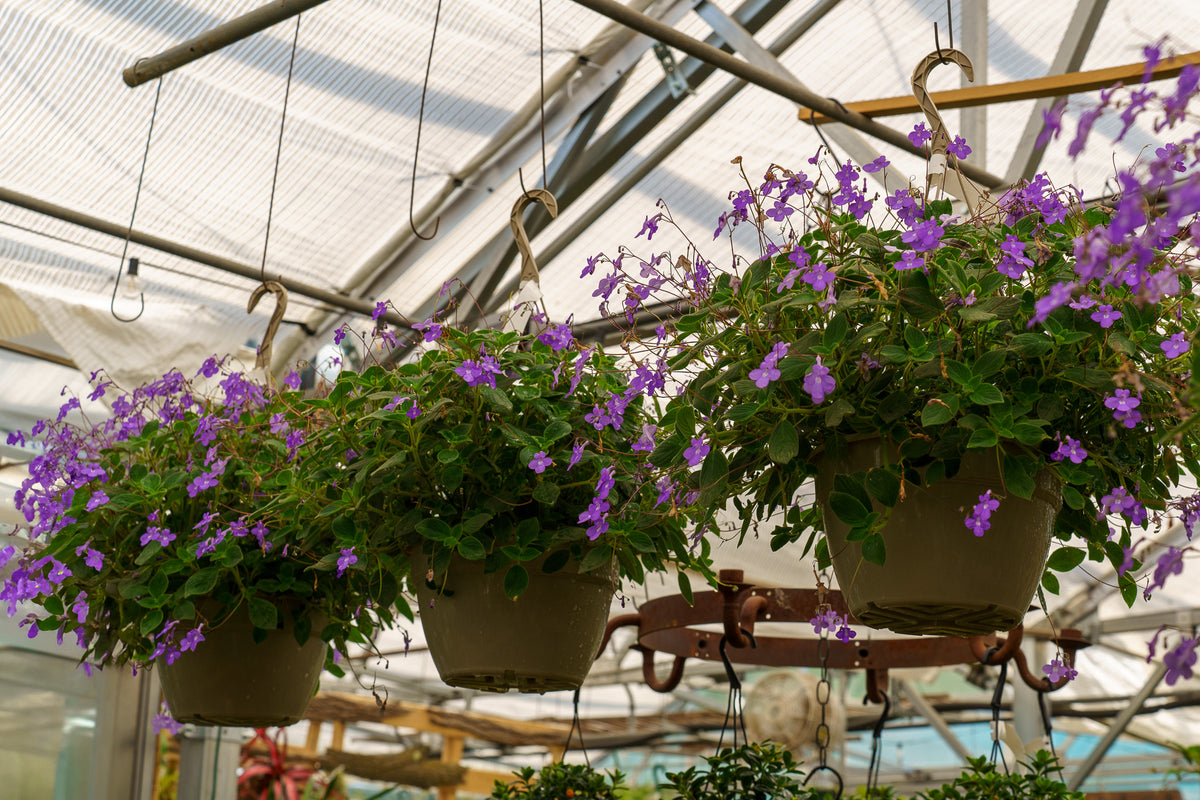 Dauphin Violet Streptocarpella – Plant Detectives