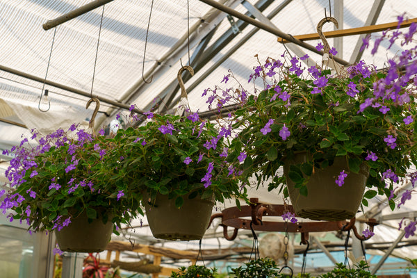 Dauphin Violet Streptocarpella