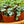 Load image into Gallery viewer, Assorted Strings - Strings - Houseplants
