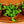 Load image into Gallery viewer, Assorted Strings - Strings - Houseplants