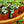 Load image into Gallery viewer, String of Hearts - Strings - Houseplants
