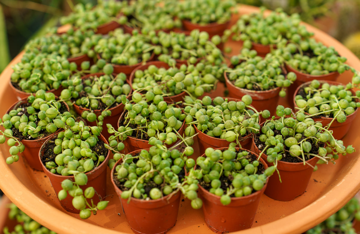 String of Pearls – Plant Detectives