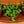Load image into Gallery viewer, String of Pearls - Strings - Houseplants
