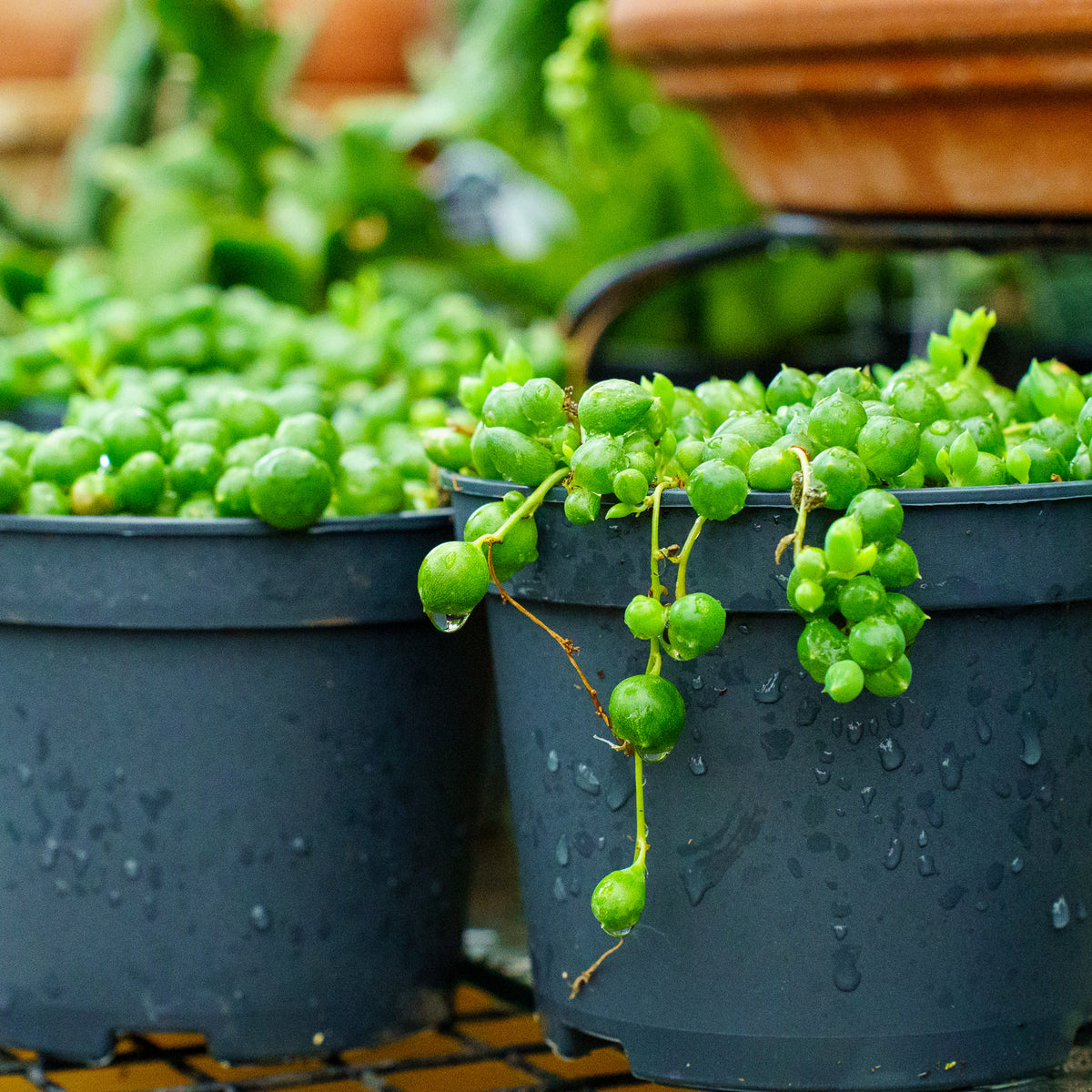 String of Pearls – Plant Detectives