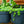 Load image into Gallery viewer, String of Pearls - Strings - Houseplants