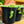 Load image into Gallery viewer, String of Turtles - Strings - Houseplants