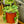 Load image into Gallery viewer, String of Turtles - Strings - Houseplants