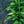 Load image into Gallery viewer, Striptease Hosta