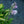 Load image into Gallery viewer, Striptease Hosta