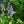 Load image into Gallery viewer, Striptease Hosta