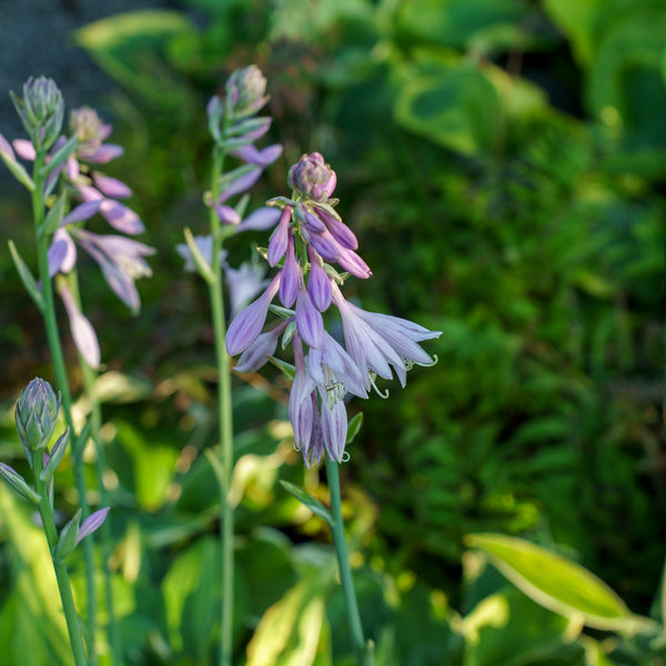 Striptease Hosta