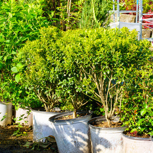 Strong Box Inkberry Holly