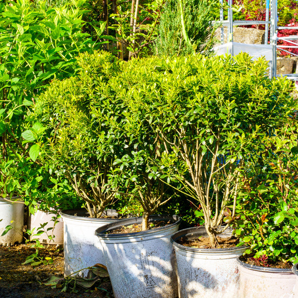 Strong Box Inkberry Holly