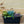 Load image into Gallery viewer, Mixed Succulent Bowl - Succulents - Houseplants