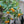 Load image into Gallery viewer, Sugar Belle Mandarin