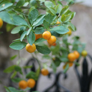 Sugar Belle Mandarin