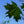 Load image into Gallery viewer, Sugar Maple - Maple - Shade Trees