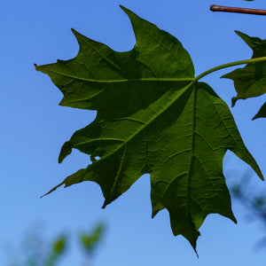 Sugar Maple