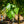 Load image into Gallery viewer, Sugar Maple - Maple - Shade Trees