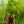 Load image into Gallery viewer, Sugar Maple - Maple - Shade Trees