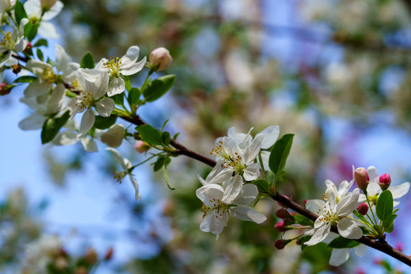 Sugar Tyme Crabapple