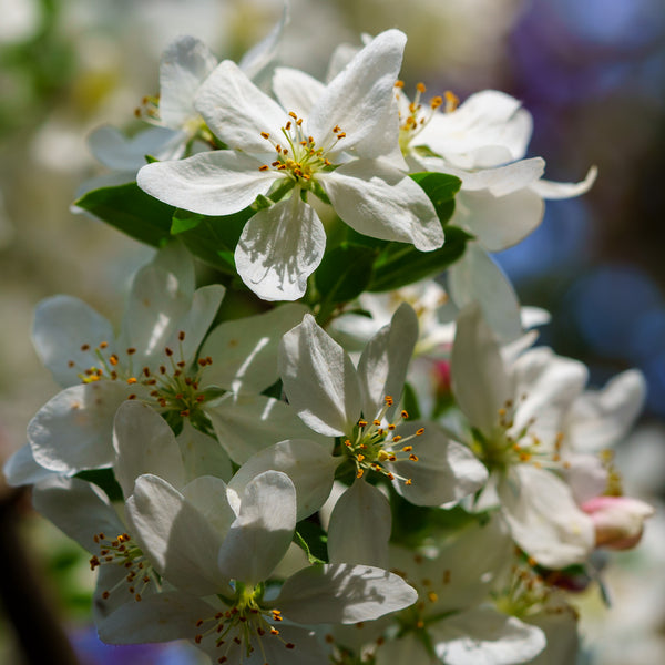 Sugar Tyme Crabapple