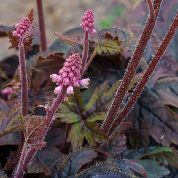 Sugar and Spice Foamflower
