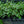 Load image into Gallery viewer, Sulphureum Barrenwort