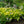 Load image into Gallery viewer, Sum and Substance Hosta