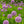 Load image into Gallery viewer, Summer Beauty Ornamental Onion