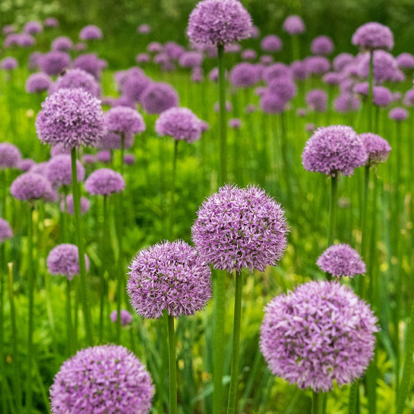 Summer Beauty Ornamental Onion