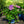 Load image into Gallery viewer, Summer Crush Bigleaf Hydrangea